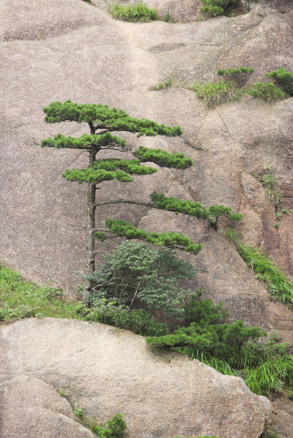 黄山石壁上的松树图片