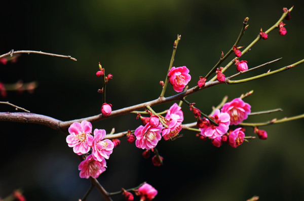 梅花圖片