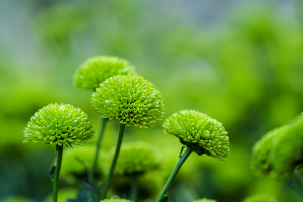 綠菊花