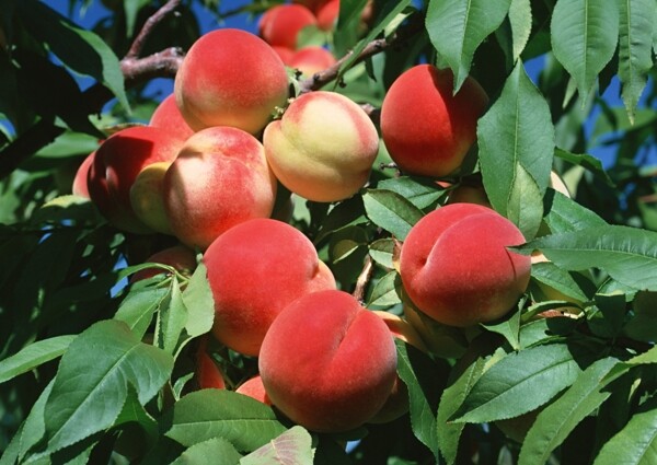 平谷大红桃特产红桃子采摘园熟桃子