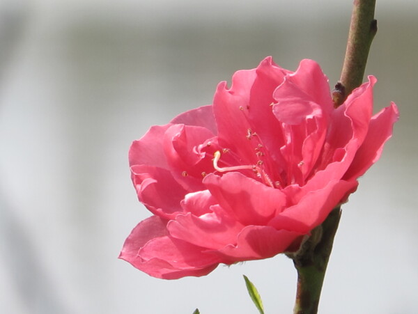 桃花圖片