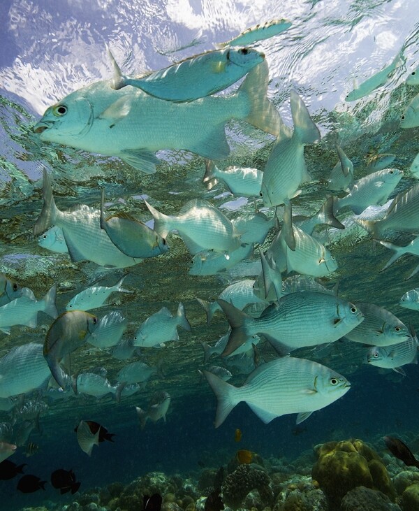 海底游动的热带鱼图片