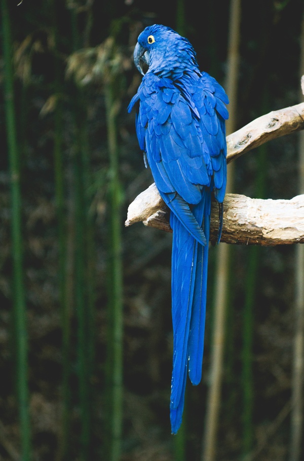 蓝色的鸟