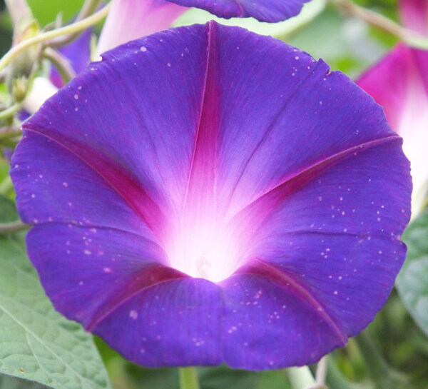 位圖植物攝影寫實花卉花朵牽?；赓M素材