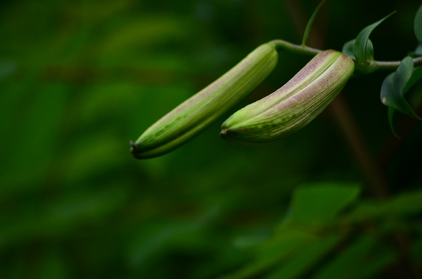 百合花