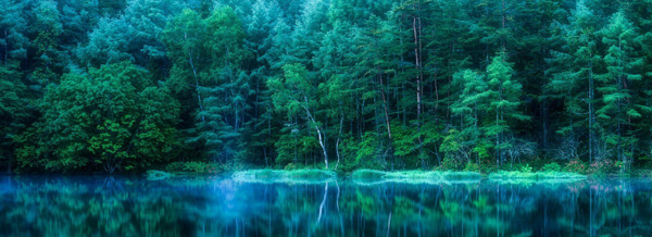樹林森林背景banner