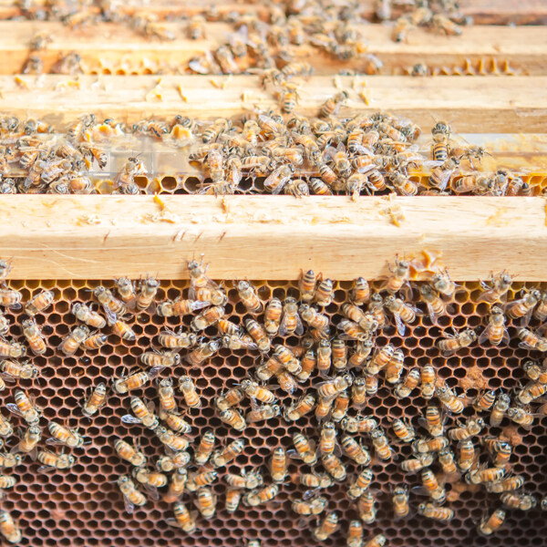 养殖的蜜蜂