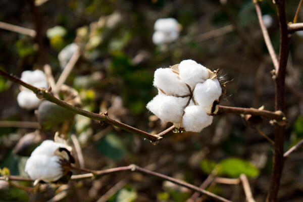 棉花植物摄影图