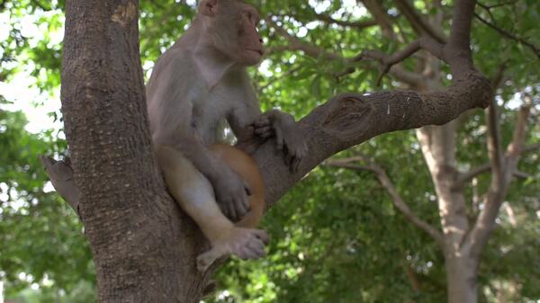 猴子坐在树上