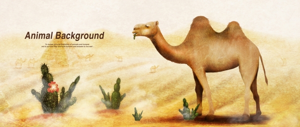 沙漠骆驼海报背景