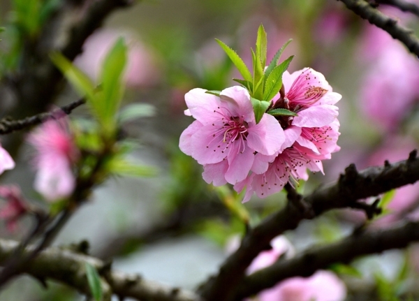 桃花圖片