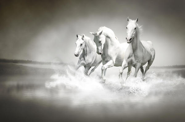 漂亮的白色马头高清摄影