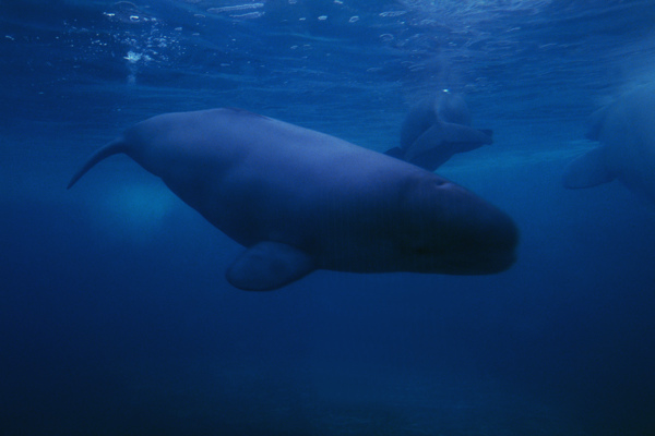 海底生物海狮海豚