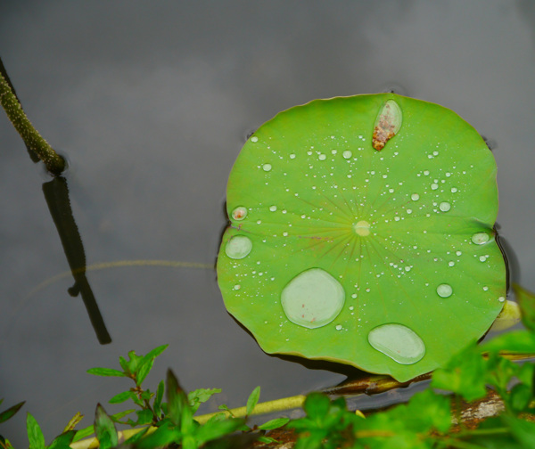 荷葉池塘水珠水滴圖片