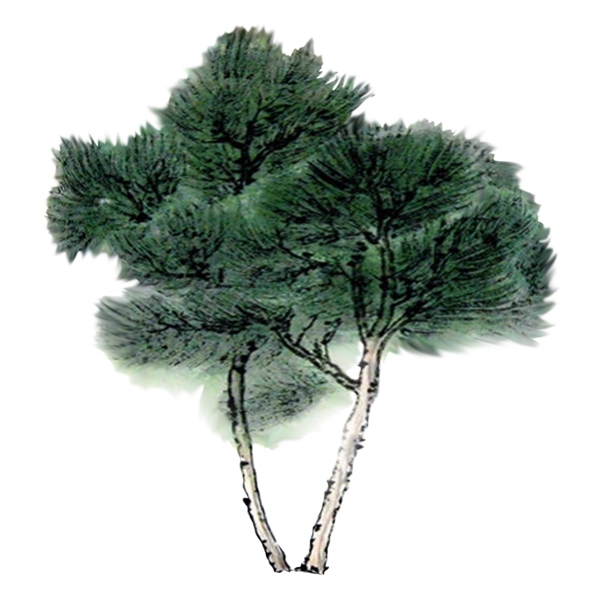 手绘中国风植物松树水墨画PNG素材