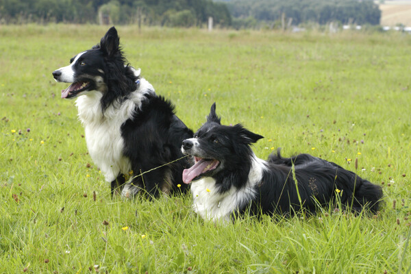 草地上的两只狗