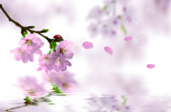 桃花桃花倒影粉色