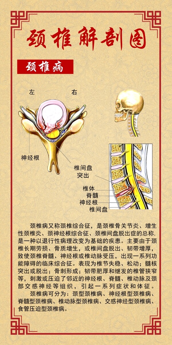 颈椎解剖图
