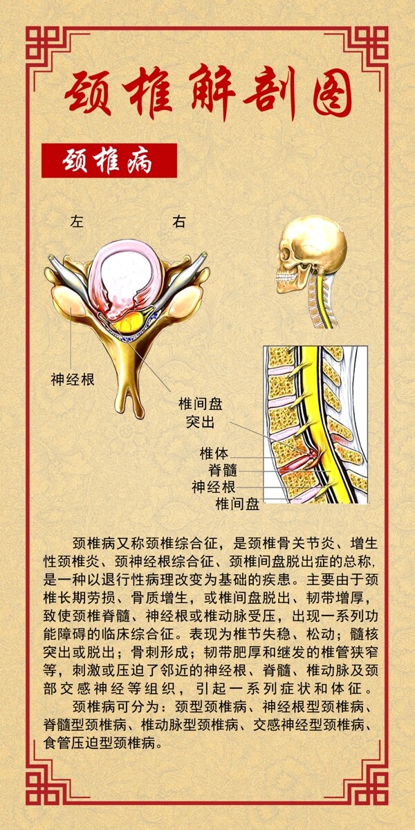 頸椎解剖圖