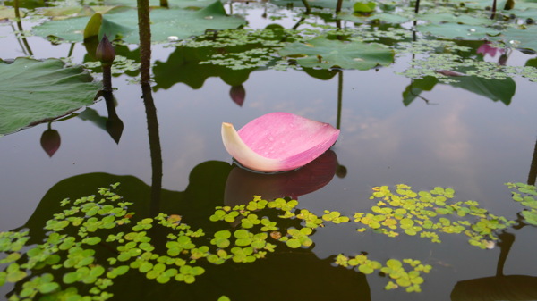 小花船圖片