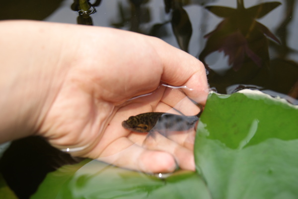 小魚圖片