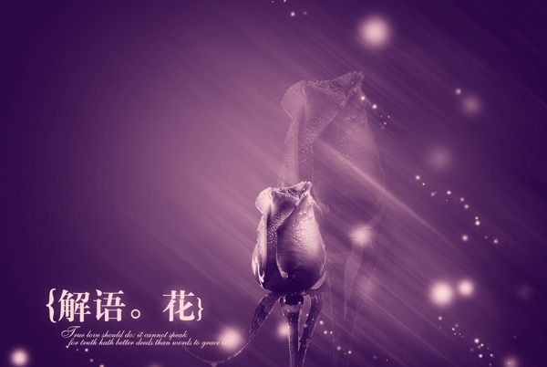 夢幻玫瑰