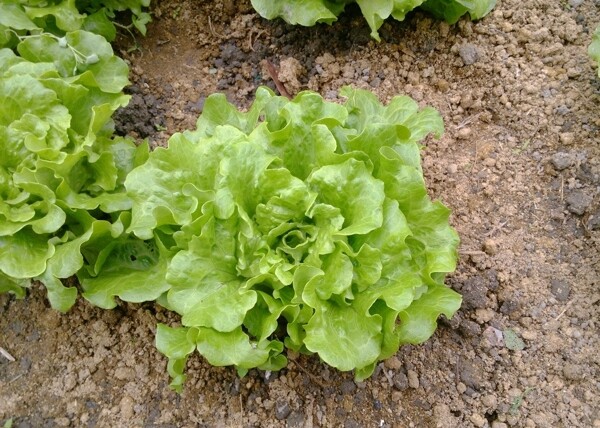 生菜圖片