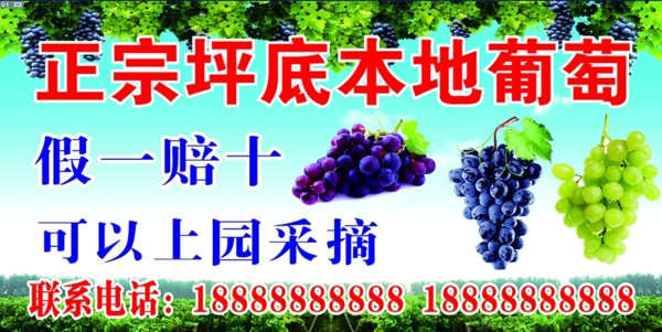 葡萄采摘园葡萄广告