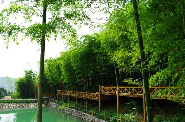 景區(qū)竹圖片