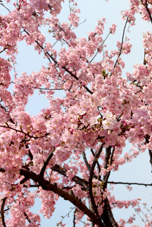 櫻花