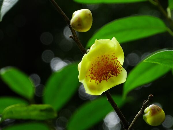 金花茶