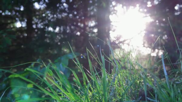 sunflare草