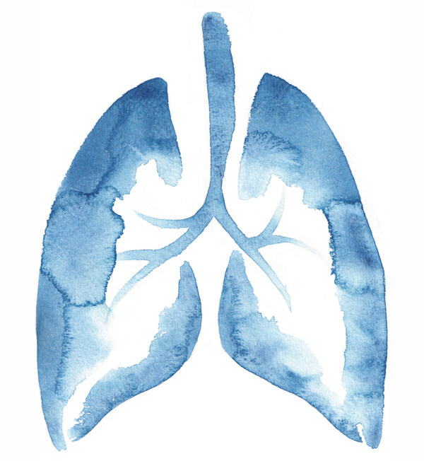 人体肺部结构