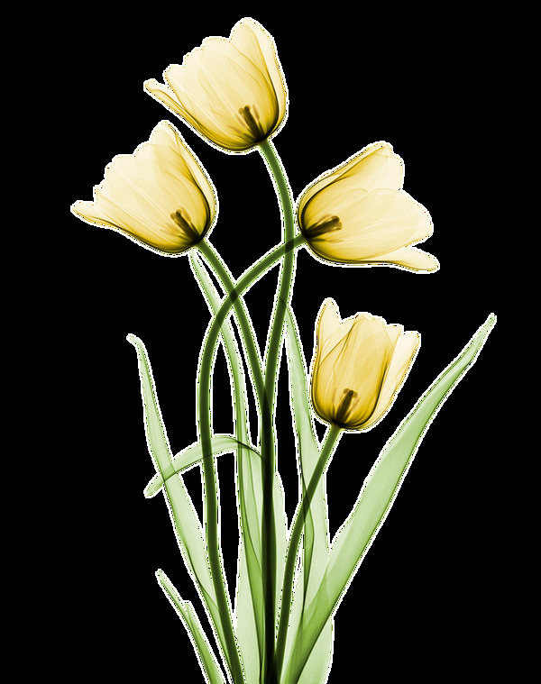 黄色烂漫花卉卡通透明素材