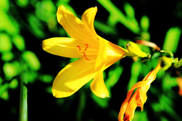 黄色百合鲜花高清图片