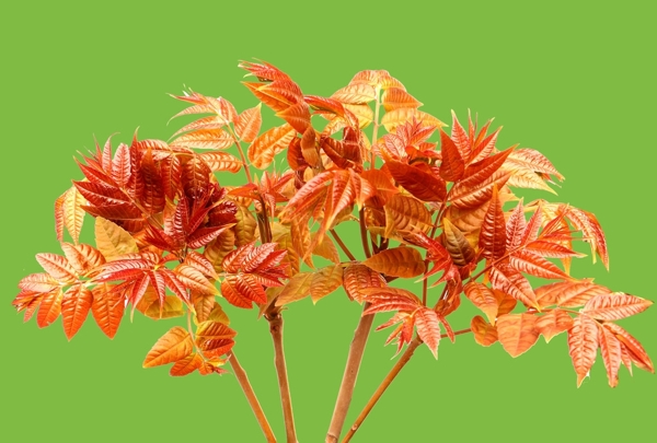 紅香椿圖片