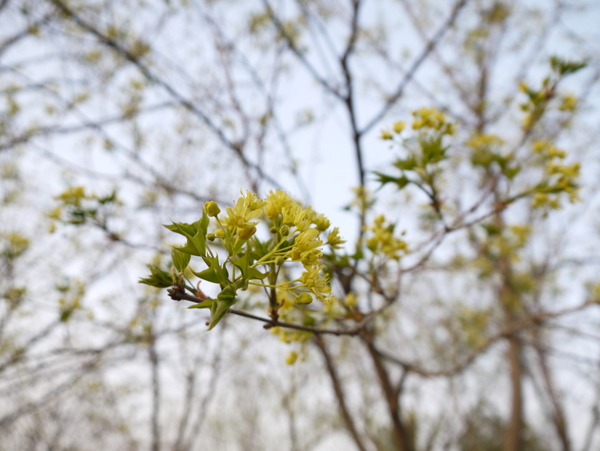 桂花圖片