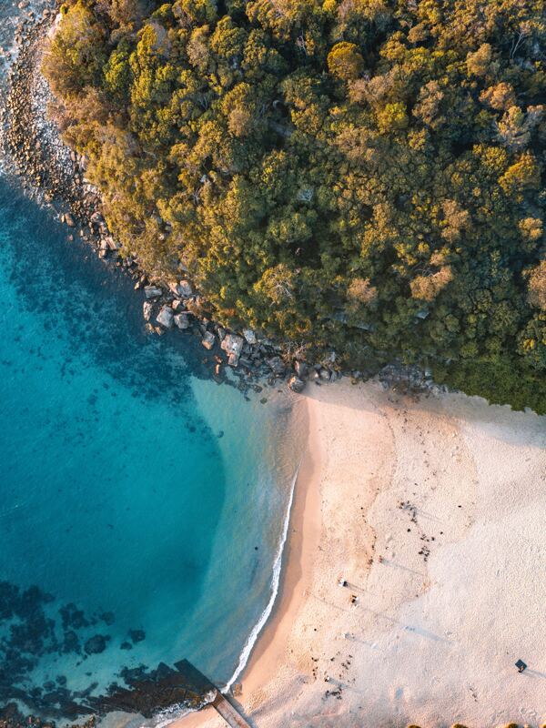海灘森林