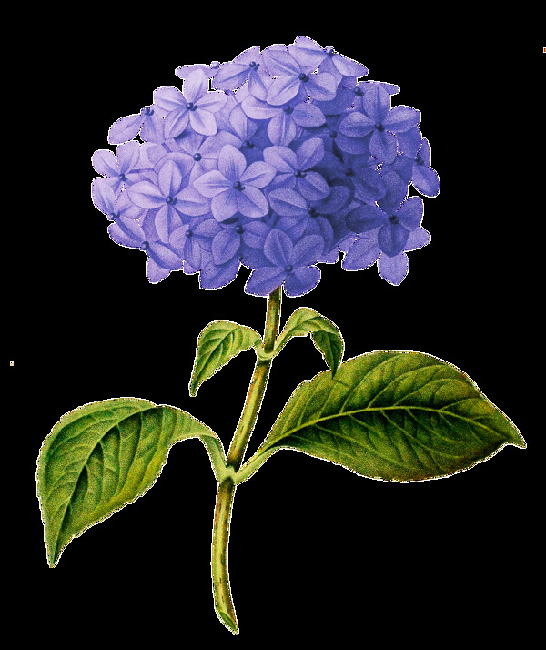 唯美紫色花卉透明素材