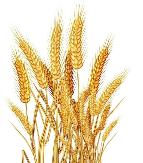 稻米水稻禾苗小麦麦