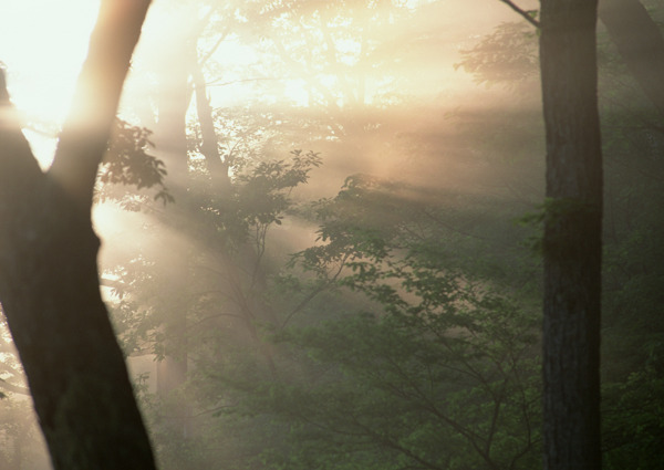 阳光照射的森林图片