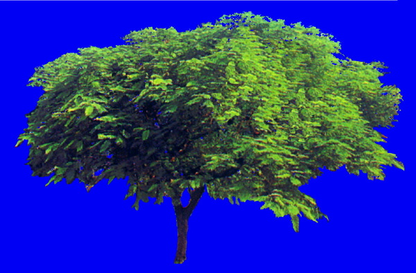 植物貼圖素材JPG1636