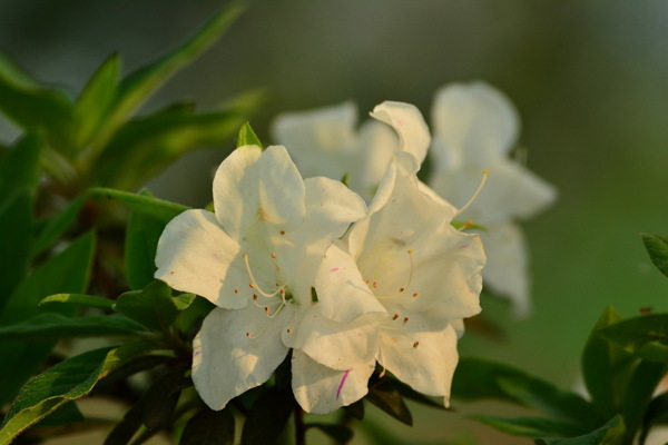 白色杜鵑花圖片