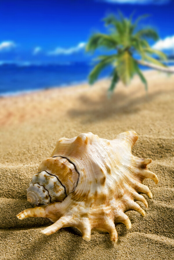 夏日沙滩海螺图片素材