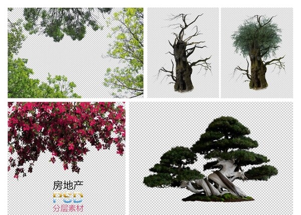 植物类枯木茂盛树盆景图片