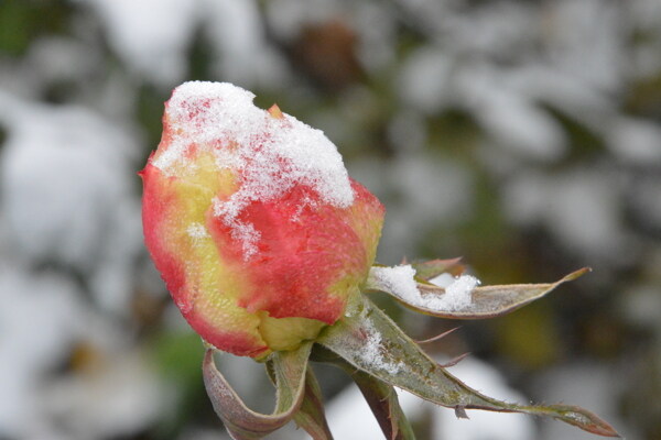 初雪月季