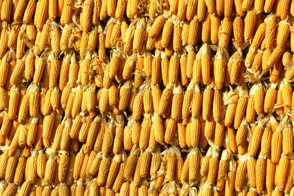玉米苞米玉米晾晒干玉米