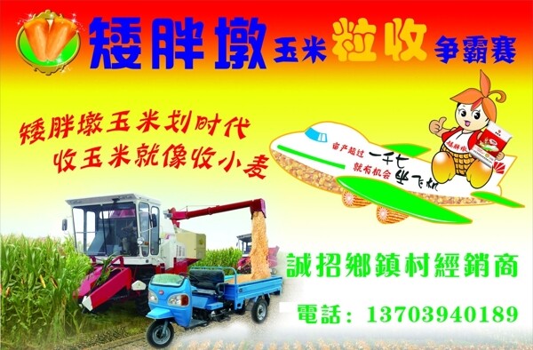 矮胖墩玉米圖片