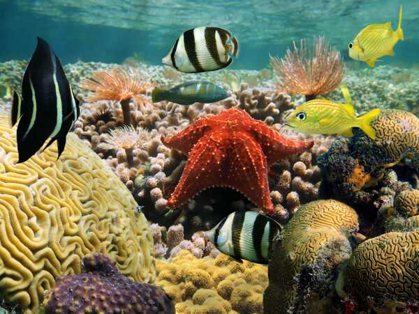 海底世界海洋生物摄影