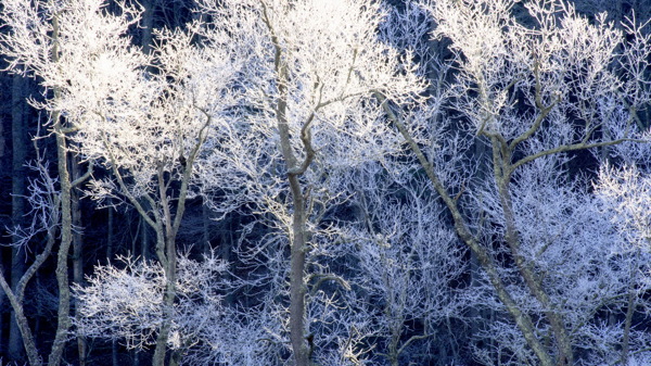 冬季冰凌树木风景图片